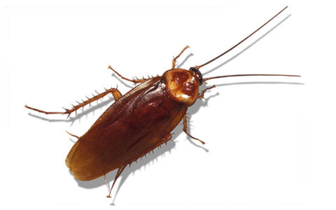 côn trùng làm hỏng mành rèm